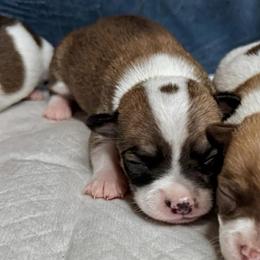 Tonya - Chocolate sabled fawn male Chihuahua puppy in Sherwood, Arkansas from Bartelt Breeders