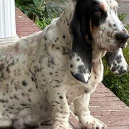 Flossy - Basset Hound