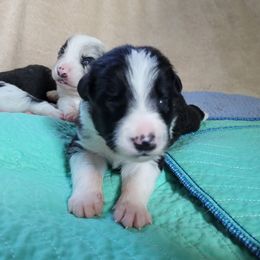Cliff - Black and white male Border Collie puppy in Morgan, Texas from Shooting Star Ranch