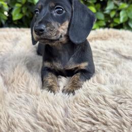 Lulu - Black and tan female Dachshund puppy in Temecula, California from Naomi Magee's Dachshund Kennel