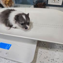 Lacey - Blue parti female Pomeranian puppy in Sanford, Florida from Florida Girl Poms