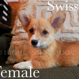 Swiss Miss - Red female Pembroke Welsh Corgi puppy in Bend, Oregon from Highland Meadow Corgis
