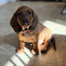 Rave (Pink) - Red female Dachshund puppy in Rapidan, Virginia from Cedar Run Border terriers and Dachshunds