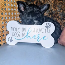 Shih Tzu and Yorkshire Terrier Puppies from Ali Paws Acres