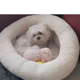 Wally - Maltese