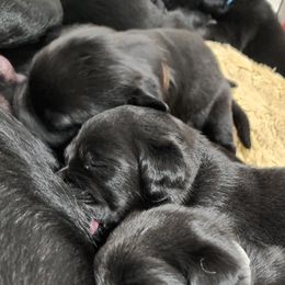 Labrador Retriever Puppies from Steele Caliber Retrievers