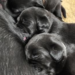 Labrador Retriever Puppies from Steele Caliber Retrievers