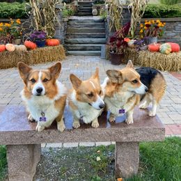 Pembroke Welsh Corgis from Sterlings