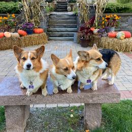 Pembroke Welsh Corgis from Sterlings