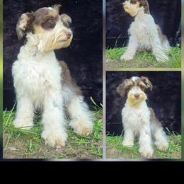 Brew - Parti male Miniature Schnauzer puppy in Fort Worth, Texas from Sissy’s Schnauzers
