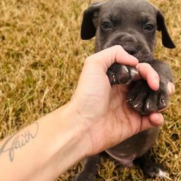 Cane Corso Puppies from Venom Cane Corsos