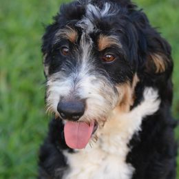 Pepper - Bernedoodle