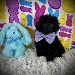 Lil Dior - Black male Poodle puppy in Newcomerstown, Ohio from Sheri’s Lil Angel’s