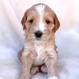 Boy 4 - Goldendoodle puppy in San Diego, California from De Luna Doodles