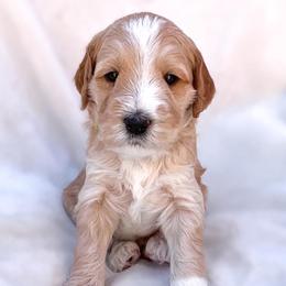 Boy 4 - Goldendoodle puppy in San Diego, California from De Luna Doodles