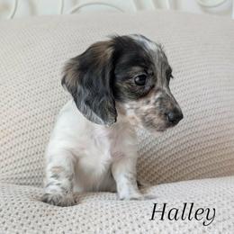 Dachshund Puppies from Destiny Dachsunds