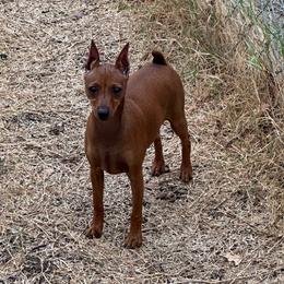 SmartiMarti - Red female Miniature Pinscher puppy in Little River, South Carolina from Cheristar