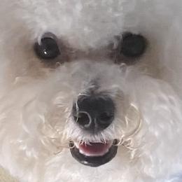 Bichon Frises from Happy Tails Bichons