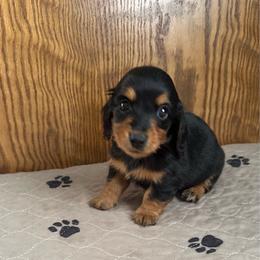 Peep - Black and tan female Dachshund puppy in Wolf Lake, Indiana from Canisteo Dachshunds