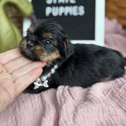 Olivia - Black and gold female Shorkie puppy in Charleston, West Virginia from Mountain State Puppies
