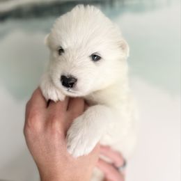 Tundra - White male Samoyed puppy in Tremonton, Utah from Sugar Sweet Samoyeds