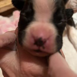 Boxer Puppies from Teressa's Boxers