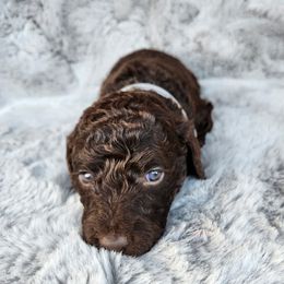 Poodle Puppies from Taya's Pups