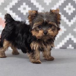 Myra TEACUP - Blue and gold female Yorkshire Terrier puppy in Monticello, Iowa from Ashley’s Puppies