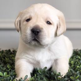 Guinevere - Yellow female Labrador Retriever puppy in Pittsburgh, Pennsylvania from Kingridge Kennels