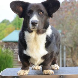 Enzo - Cardigan Welsh Corgi
