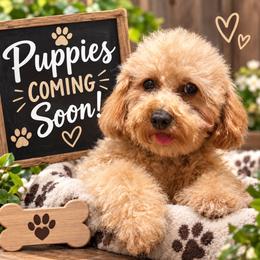 Gidget - Cockapoo