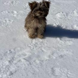 Miniature Schnauzer and Poodle Puppies from LR&R Dog Co.