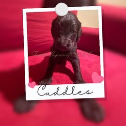 Australian Labradoodle Puppies from Fruitful Beginnings,LLC