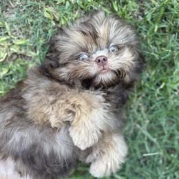 Shih Tzu Puppies from Mosley Kennel Shih Tzu