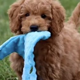 Goldendoodles from PawPrint Companions