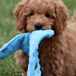 Goldendoodles from PawPrint Companions