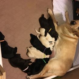 Labrador Retriever Puppies from Stonehouse Labradors