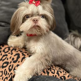 Susu - Shih Tzu