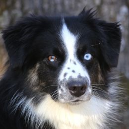 Valor - Australian Shepherd