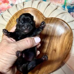 Boy 4 - Black male Shih Tzu puppy in Sherman, Texas from Shannon’s Sugar Sweet Shih Tzu’s