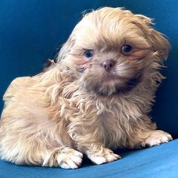 Laurel - Lilac male Shih Tzu puppy in Victorville, California from RUMBLE n TUMBLE