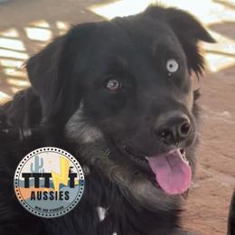 Ken (Aniken Skywalker) - Black tri-color male Australian Shepherd puppy in Tucson, Arizona from TTTNT Aussies