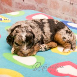 Grover - Blue merle male Aussiedoodle puppy in Kennesaw, Georgia from Distinctive Doodle