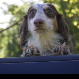 Daisy - Dachshund