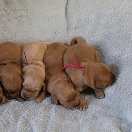 Marjoram - Golden female Golden Retriever puppy in Payette, Idaho from Stonewick Retrievers