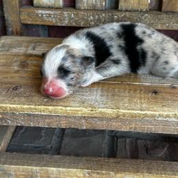 BMM - Blue merle male Miniature Australian Shepherd puppy in Lexington, Nebraska from Osborne's Aussies