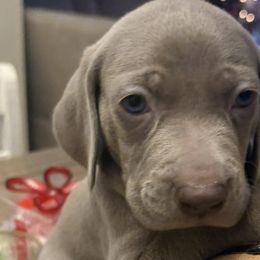 Weimaraners from Deltona Oasis