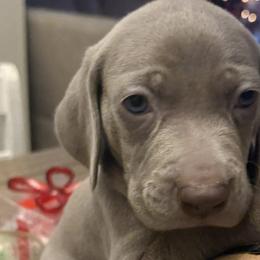 Weimaraners from Deltona Oasis