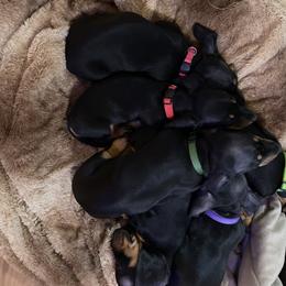 Dachshund Puppies from Hursh’s Hounds
