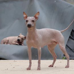 American Hairless Terriers and Poodles from Elcy’s American Hairless Terrier and Standard Poodles